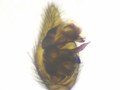 Pardosa pullata